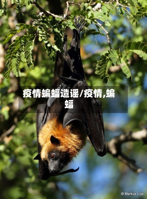 疫情蝙蝠造谣/疫情,蝙蝠-第2张图片