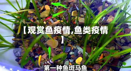 【观赏鱼疫情,鱼类疫情】-第2张图片