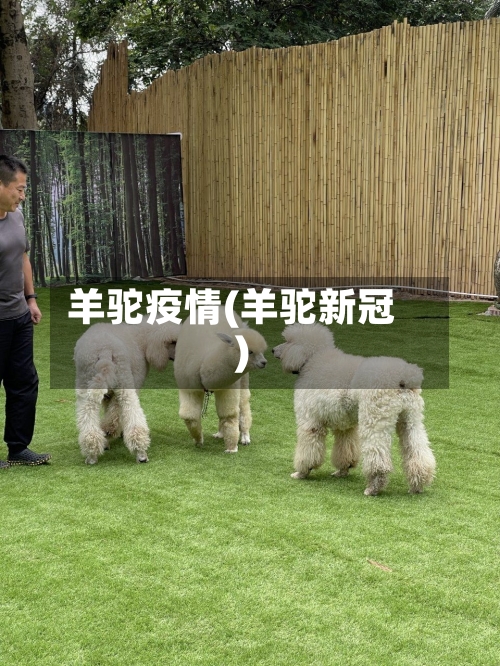 羊驼疫情(羊驼新冠)-第3张图片