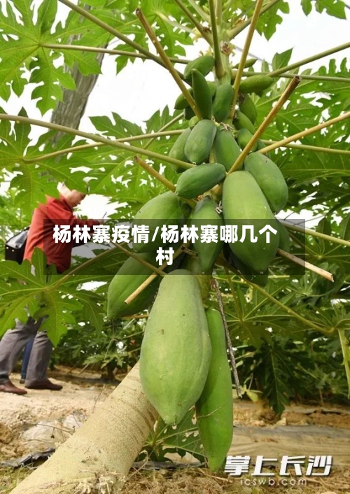 杨林寨疫情/杨林寨哪几个村-第2张图片