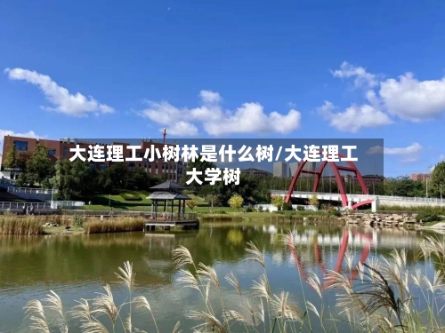 大连理工小树林是什么树/大连理工大学树